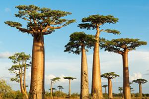 伊胡西機(jī)場三字代碼(IHO)_Ihosy空運(yùn)機(jī)場,馬達(dá)加斯加機(jī)場